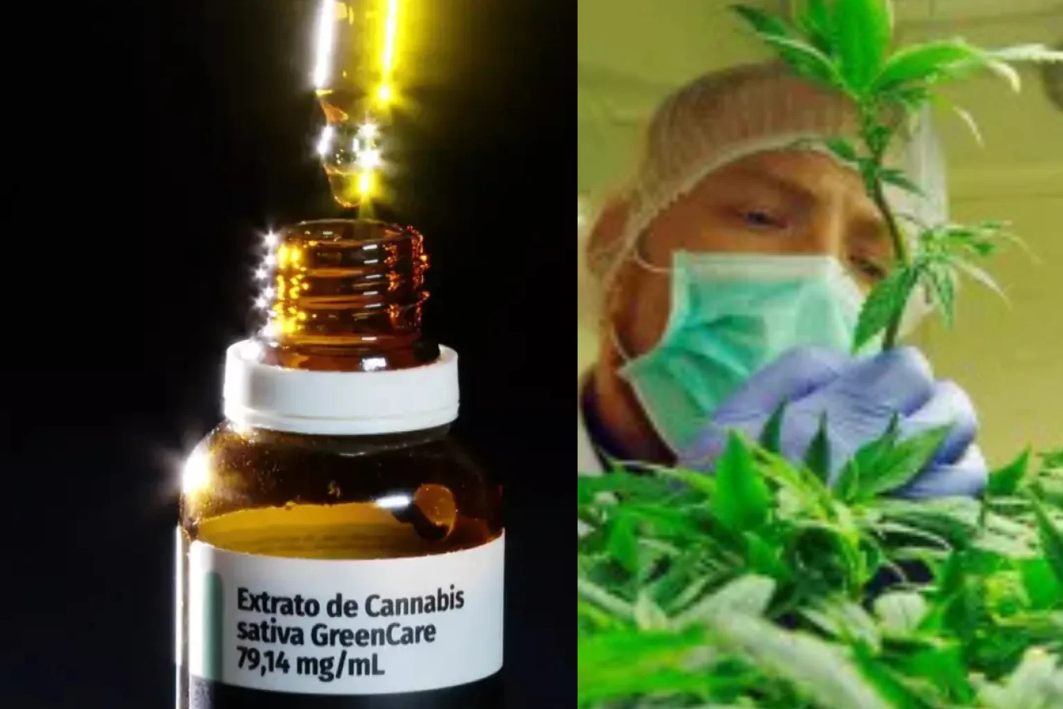 Demanda por cannabis medicinal aumenta no Brasil