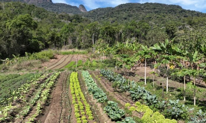 Sistemas agroflorestais entram na restauração de terras