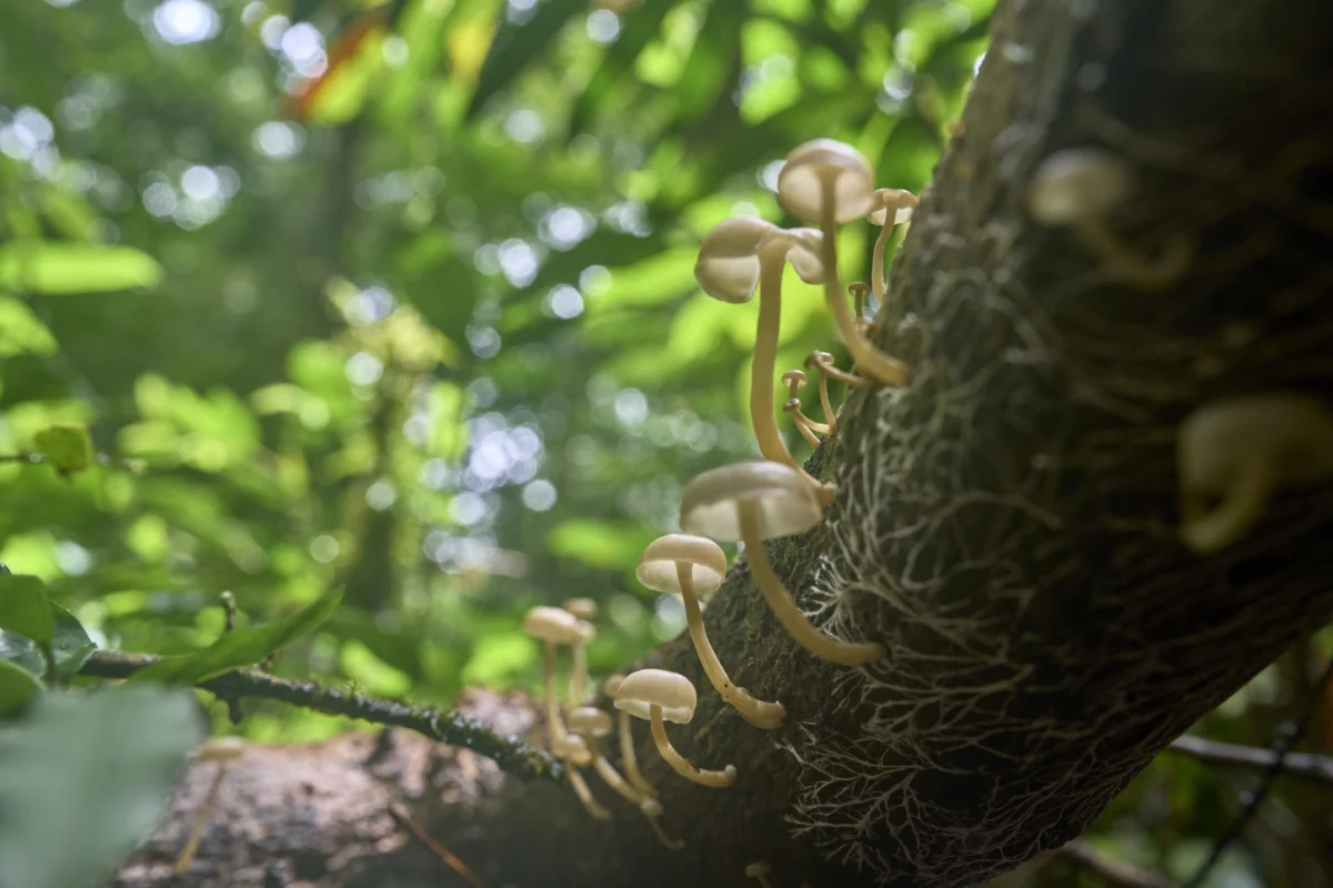 Fungos ajudam ecossistemas contra seca e erosão