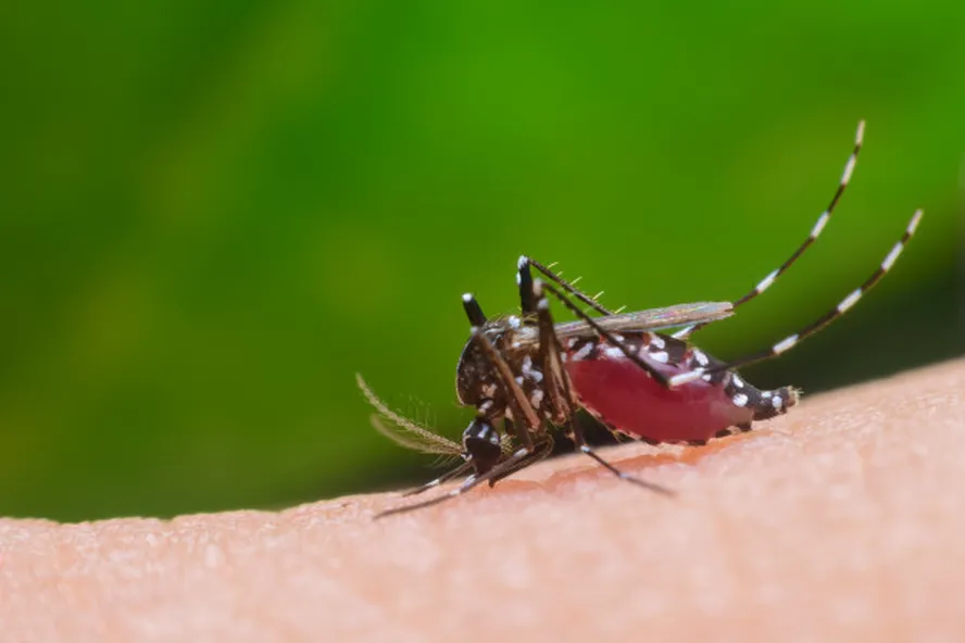 Mudanças climáticas aumentam atenção para dengue e malária