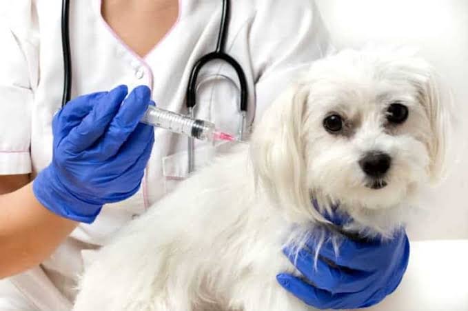 Onde vacinar cães e gatos contra a raiva em Manaus